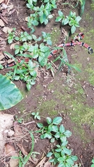 Micrurus nigrocinctus