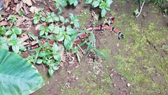 Micrurus nigrocinctus