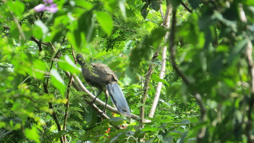 Chachalaca Oriental