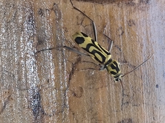 Chlorophorus annularis