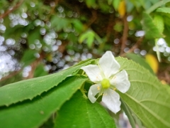 Muntingia calabura