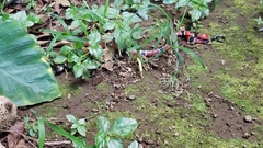 Micrurus nigrocinctus