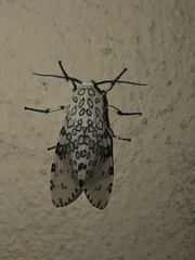 Hypercompe scribonia