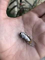 Hypercompe scribonia
