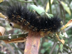 Hypercompe scribonia