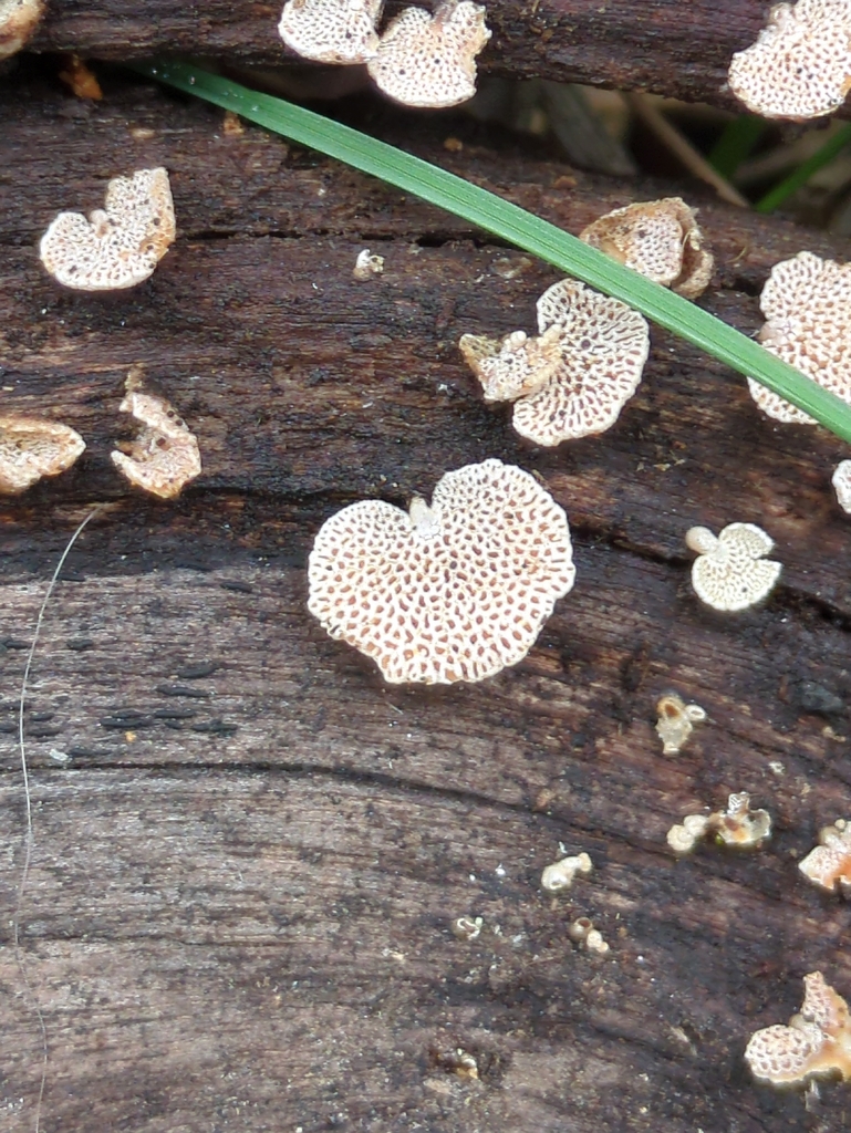 Panellus luxfilamentus · October 2025 · photo: © bbdown (iNaturalist, cc0)