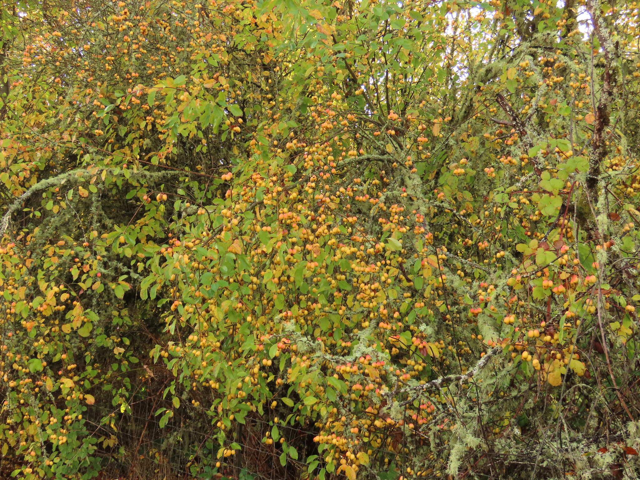 Manzano de flor