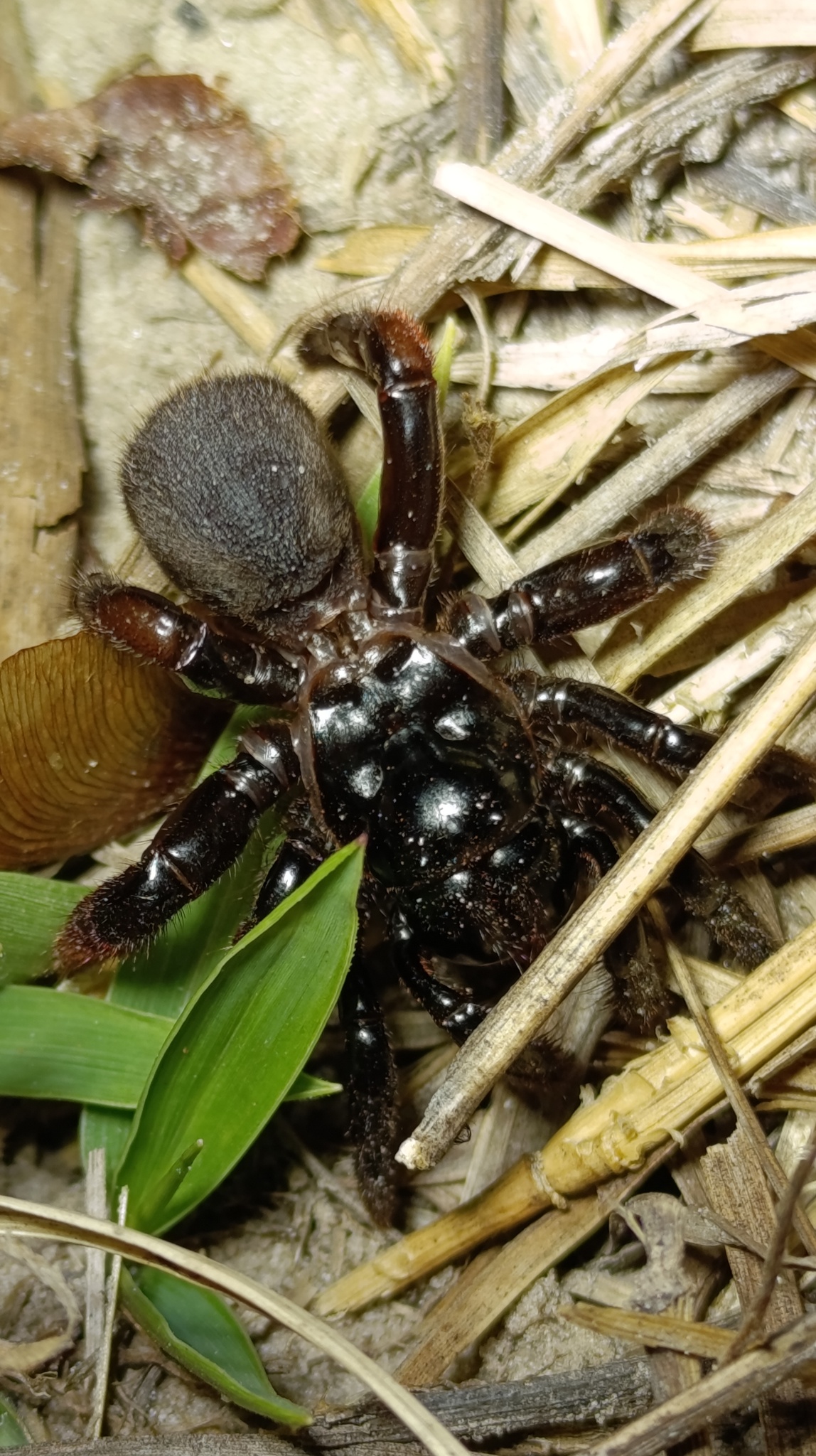 Actinopus candango Miglio, Pérez-Miles & Bonaldo, 2020