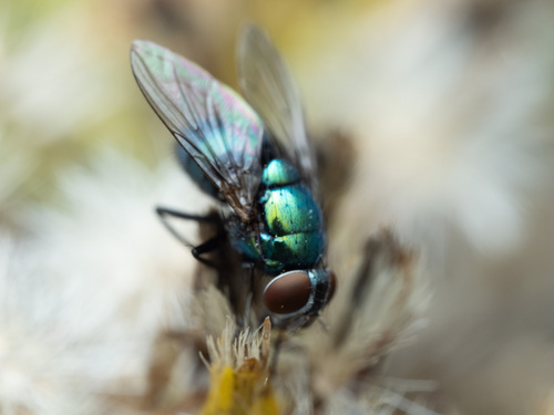 Unknown species found near Lincoln Square, Chicago, IL, USA