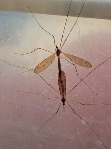 Unknown species found near Troy, AL 36079, USA