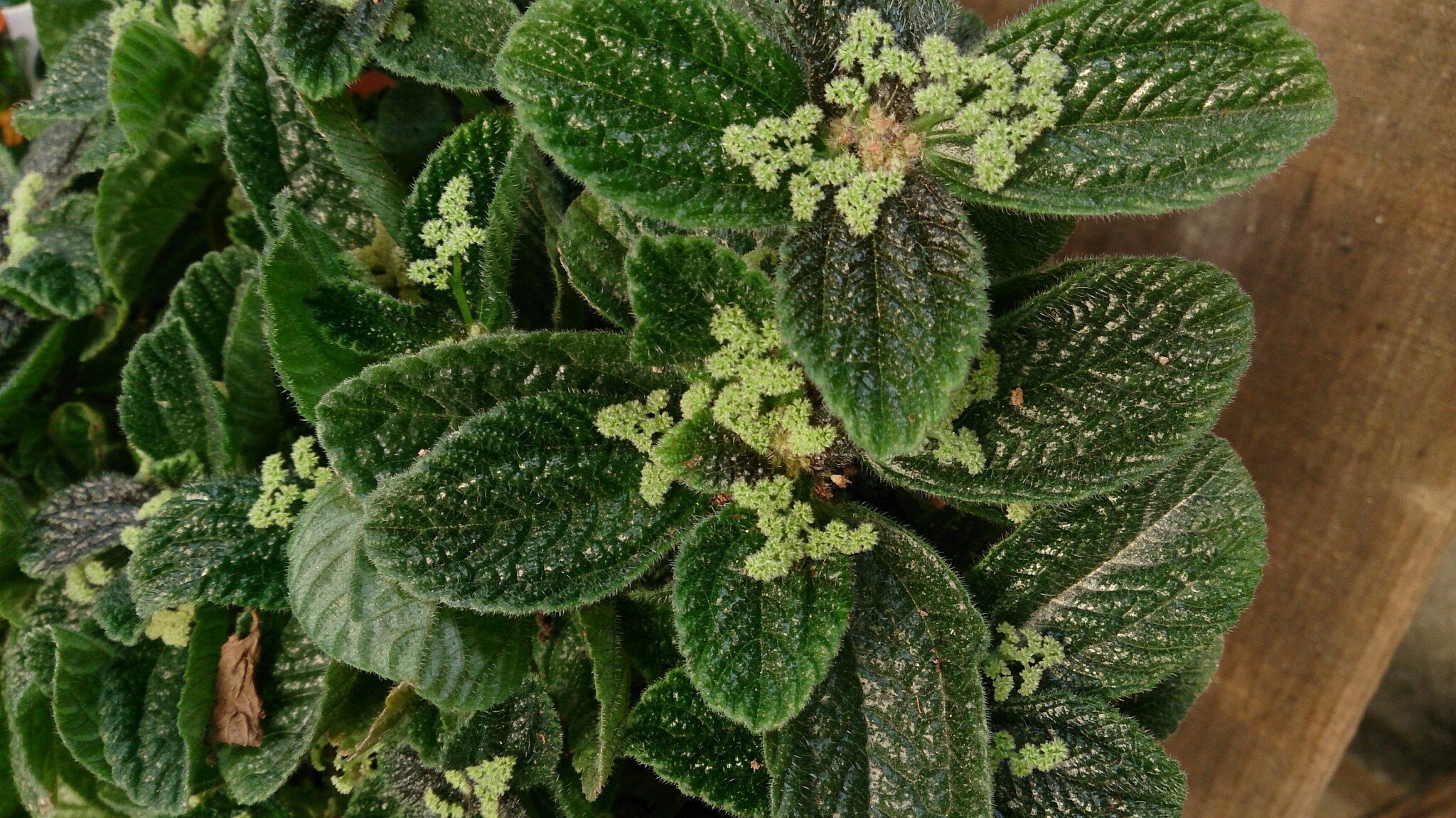 Pilea involucrata