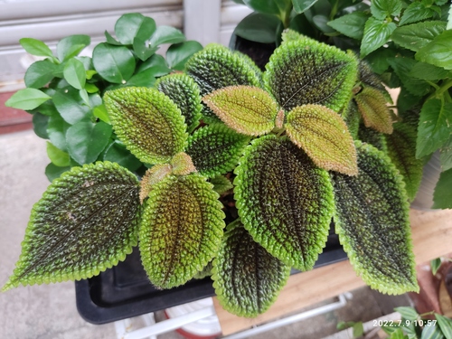 Pilea involucrata