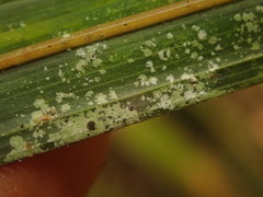 Calopadia subcoerulescens