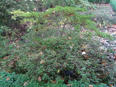 Rhododendron nakaharai