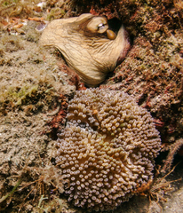 Octopus insularis