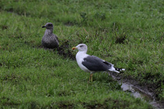 Larus michahellis atlantis