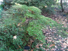 Rhododendron kaempferi