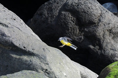 Motacilla cinerea patriciae