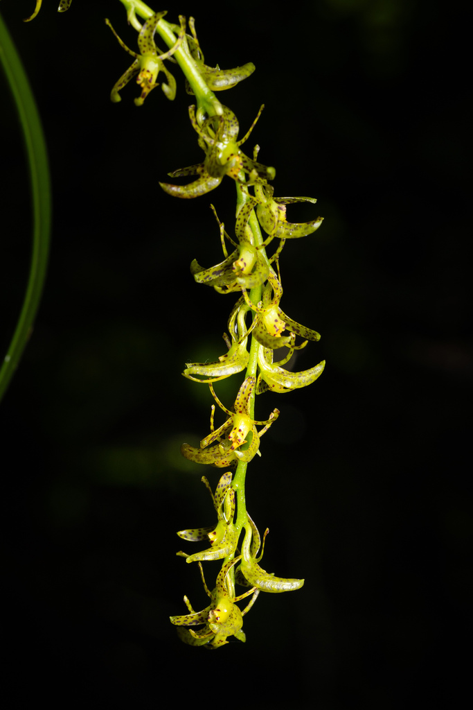 Epidendrum leopardihamatum