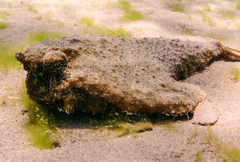 Ogcocephalus nasutus