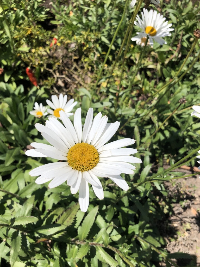 Chrysanthemum maximum