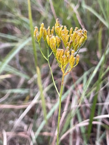 pineland rayless goldenrod (Bigelowia nudata)