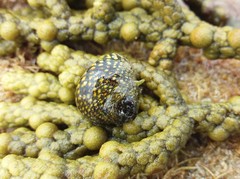 Chlorodiloma odontis