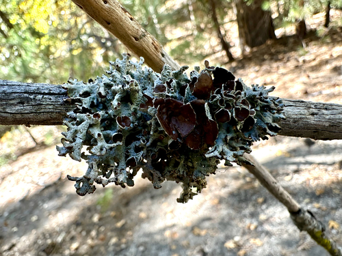 iNaturalist observation photo of Imshaug's Tube Lichen