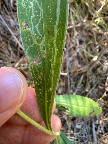 iNaturalist observation photo of Ophiomyia maura