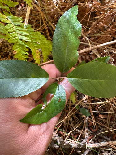 iNaturalist observation photo of coffeeberry