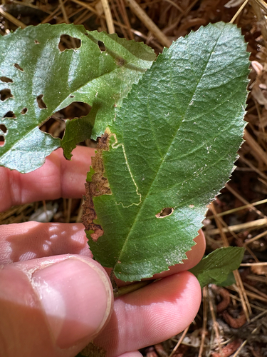 iNaturalist observation photo of Stigmella