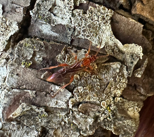 iNaturalist observation photo of Ichneumonini
