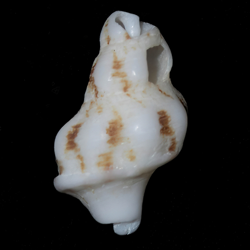 Fusinus nicobaricus observed 2025-10-27