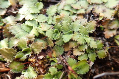 Gunnera arenaria