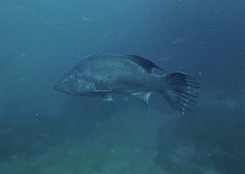 Broomtail grouper (Mycteroperca xenarcha) — Serranidae — 5