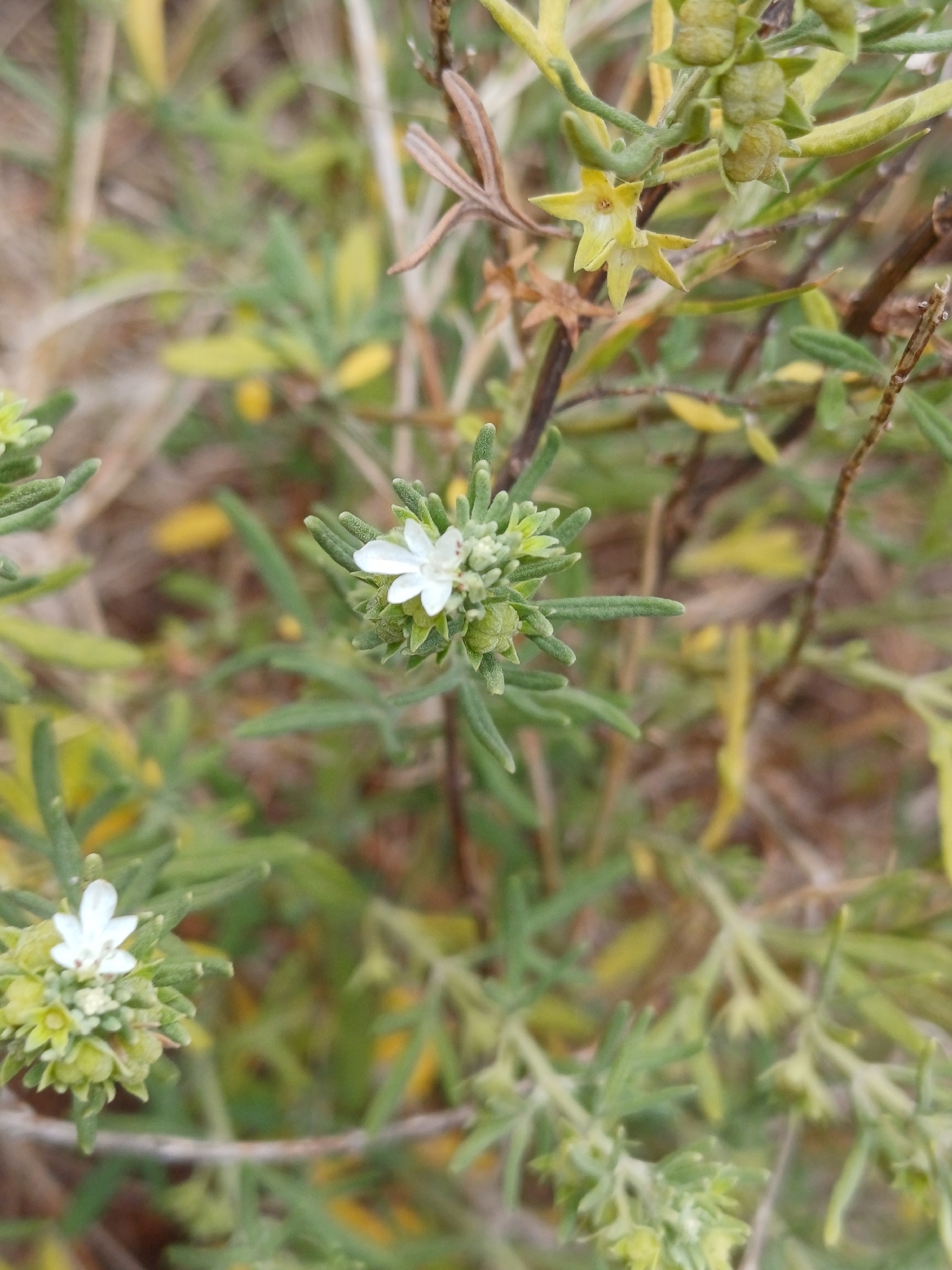 African Woodsage (Teucrium africanum)