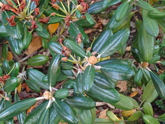 Rhododendron japonicum