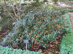 Rhododendron japonicum