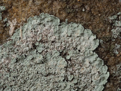 Lepraria normandinoides