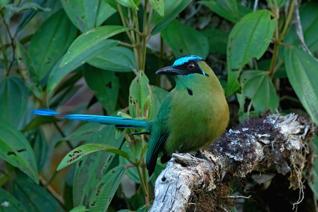 Momotus aequatorialis chlorolaemus