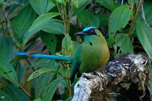 Andean Motmot