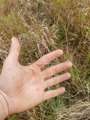 Eragrostis elliottii
