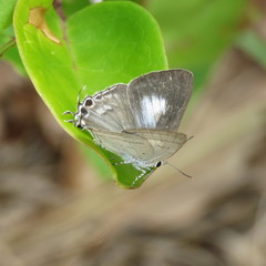 Hypolycaena phorbas