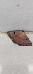 Hypopyra