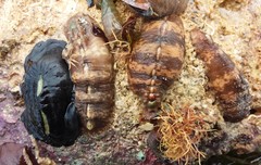 Cryptoplax striata