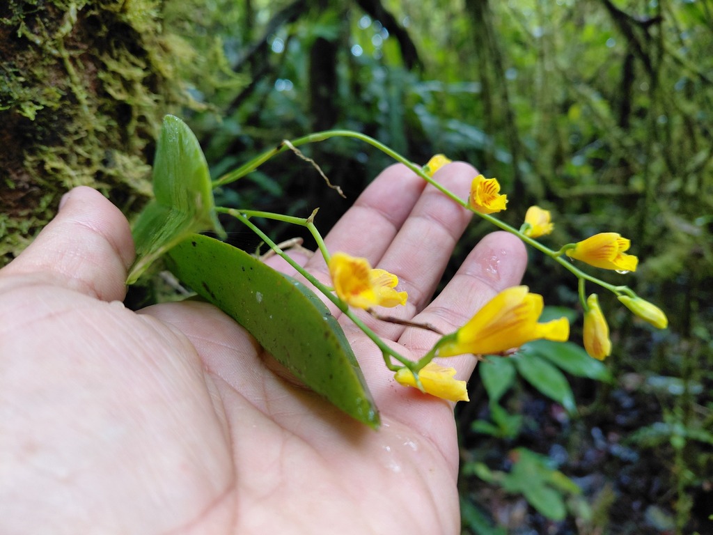 Comparettia ottonis