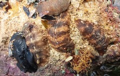 Cryptoplax striata