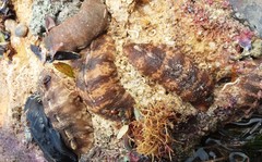Cryptoplax striata