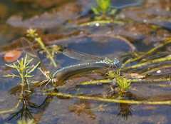 Austrolestes cingulatus