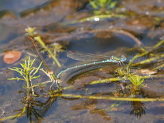 Austrolestes cingulatus